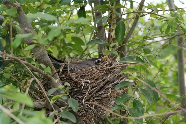 A mother robin is beautifully camouflaged as she sits on her eggs. taliesin: Creativecommons.org
