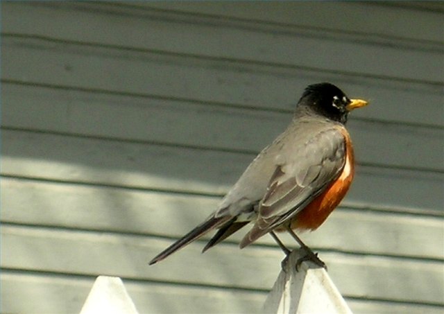 How Long Does it Take for Robin Eggs to Hatch?