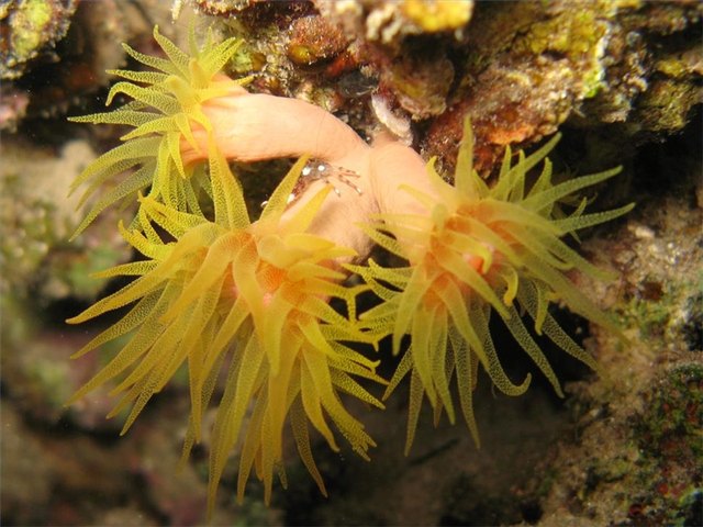A crab sits on a stone coral.