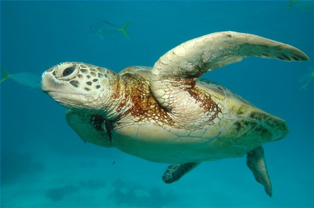A sea turtle swims in the Great Barrier Reef.