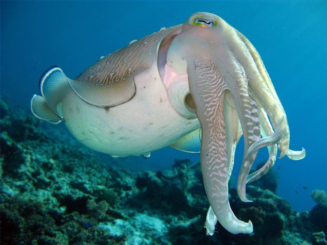 Reefs are home to many species such as cuddle fish.