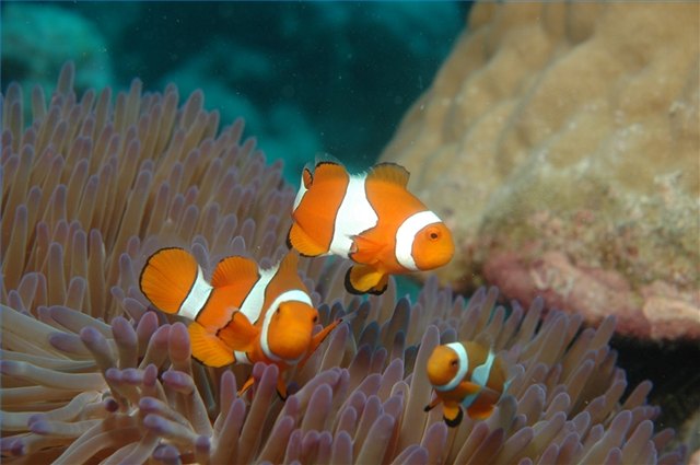 Coral reefs are an important medical resource.