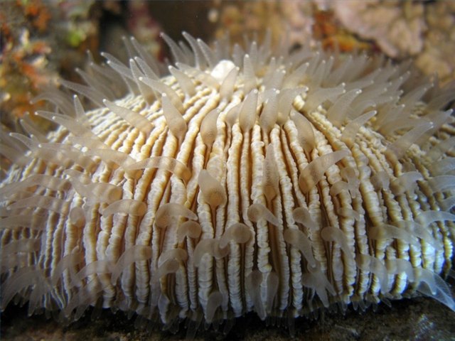 Tousands of species such as mushroom coral form reefs.