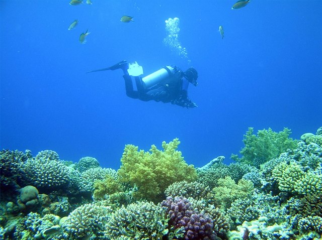 Why Are Coral Reefs Important? Why Are Coral Reefs Important?