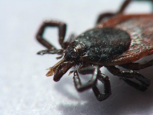 A tick