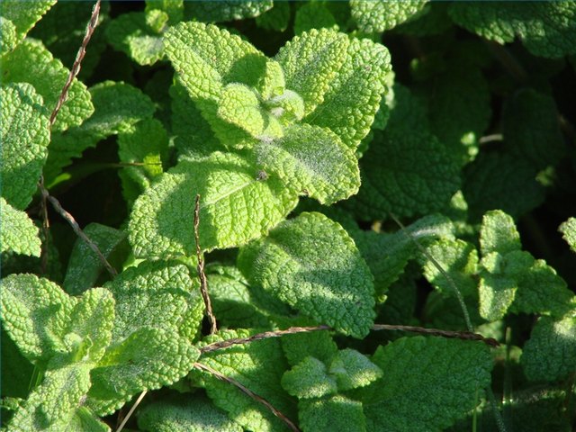 Peppermint oil is a popular natural remedy Peppermint oil is a popular natural remedy