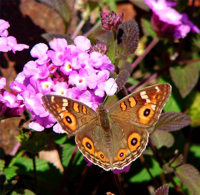 Butterfly on Lantana
