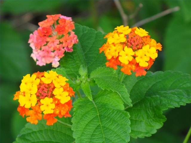 Colorful Lantana