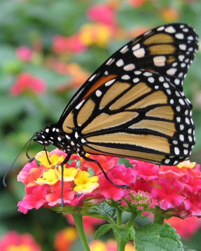 Monarch on Lantana