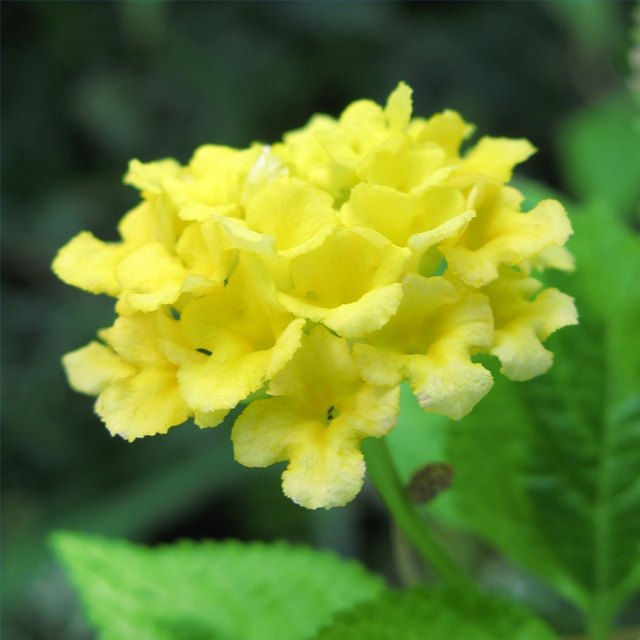 Yellow Lantana