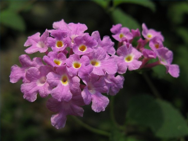 Purple Lantana