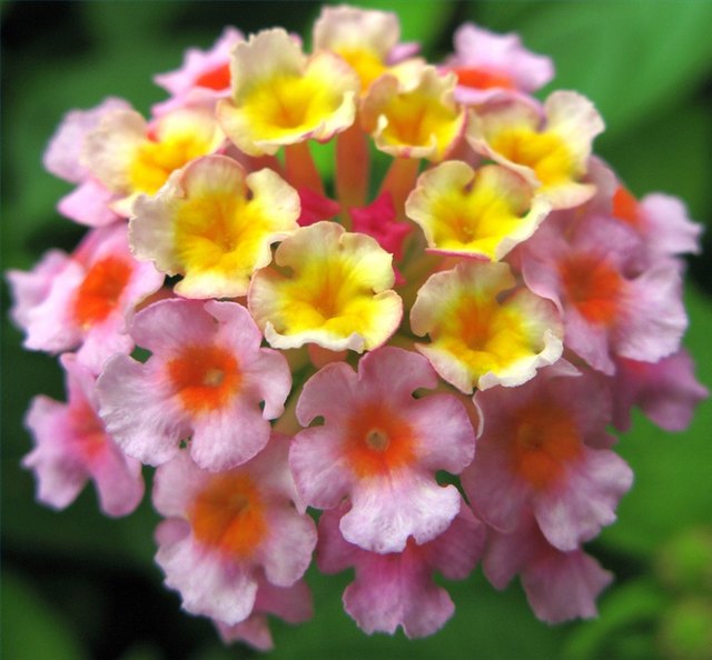 Lantana Flower Lantana Flower