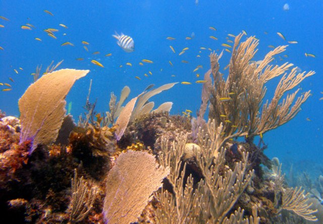 Coral reefs are underwater ecosystems that are home to thousands of living sea creatures.