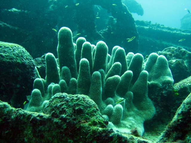 Sunken ships create homes for coral reef structures.