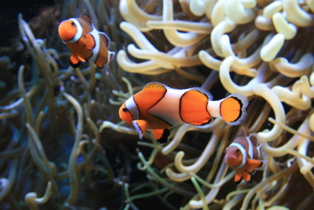 Clown fish are one of the many inhabitants of coral reefs.