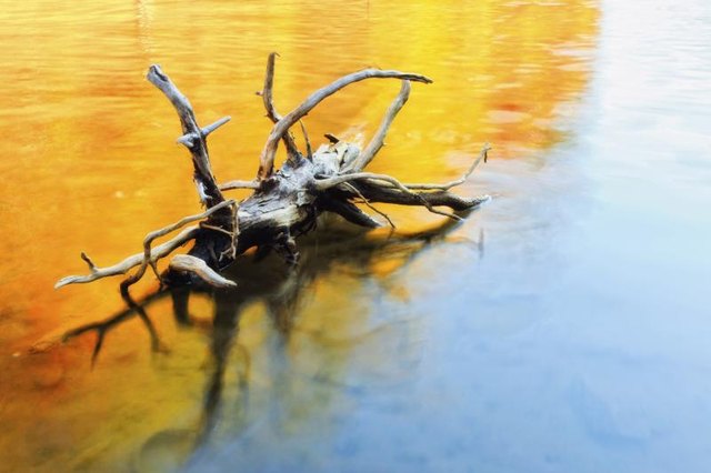 A large piece of driftwood in the water.