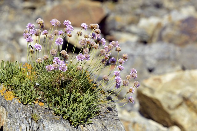 Sea thrift flowers in shades of pink, white or violet.