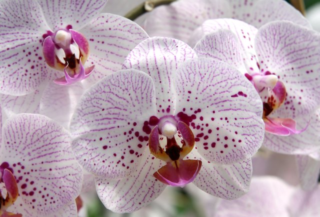Moth orchids range in color from ghostly white to pink to speckled.