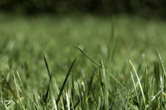 Fescue grass