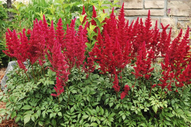 Astilbe flowers rise above the plant's green foliage.