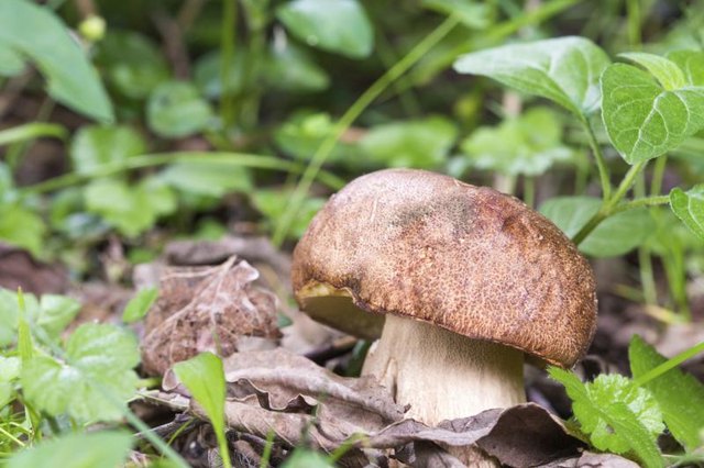 Porcini mushroom growing in forest.