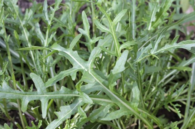 Wild arugula growing in a field.
