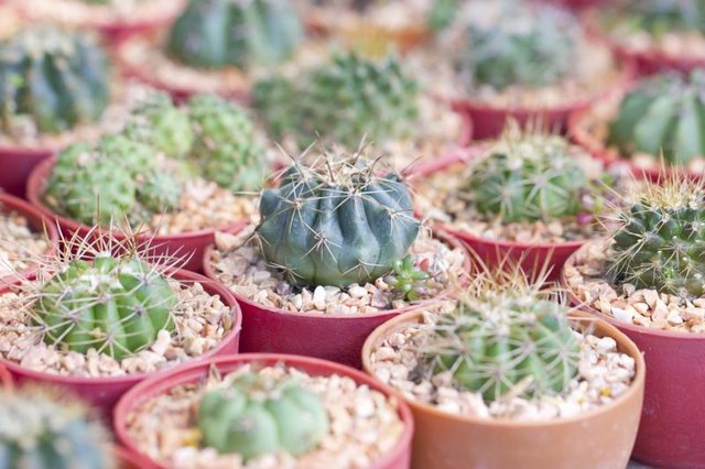 Small potted cacti for sale at a market.