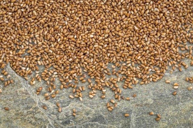 Teff grains on a stone surface.
