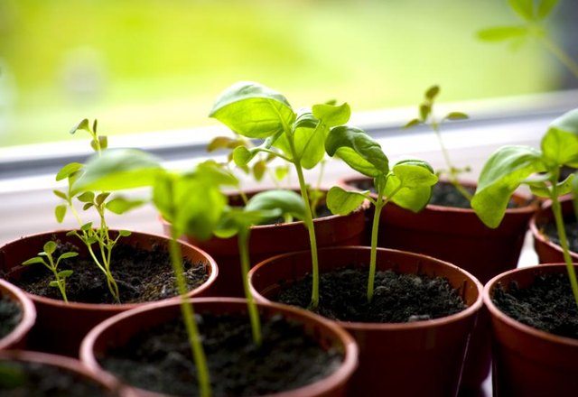 Potted herbs growing on a window sill.