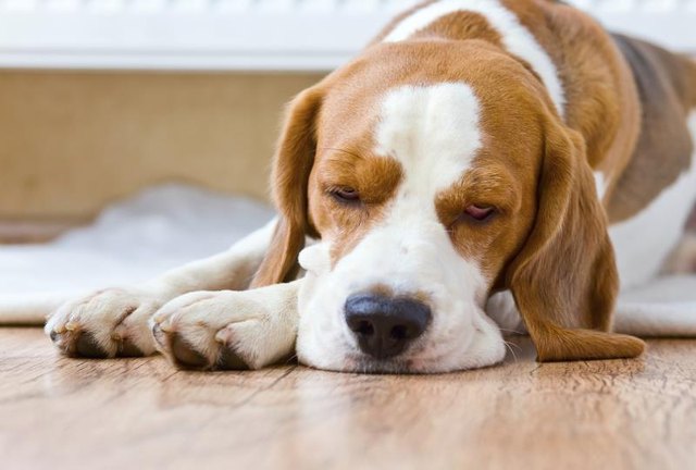 Dog sleeping on a red oak floor