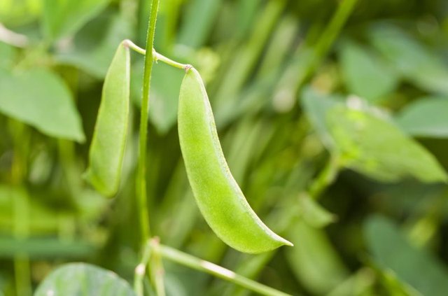 Lima beans growing in garden.