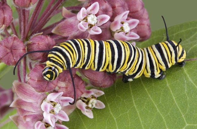 Monarch caterpillars survive solely on milkweed leaves.
