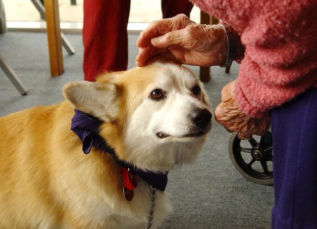 A nursing home resident pets a dog.