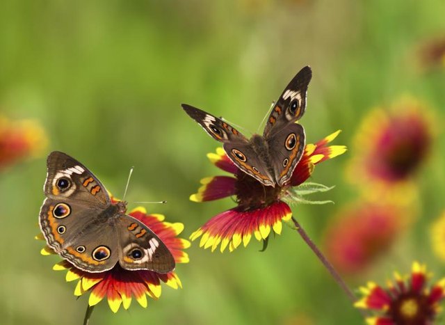 Butterflies complement annual Indian blanket's (_Gaillardi pulchella_) colorful blooms.