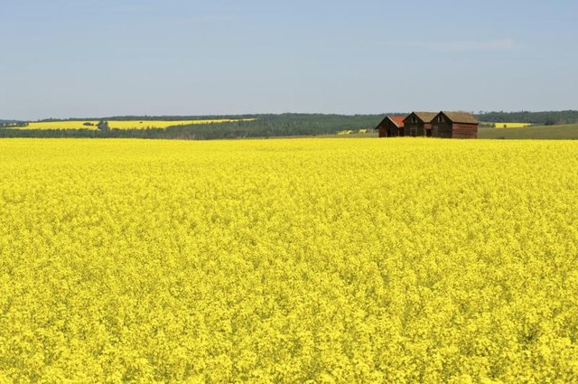 A canola field