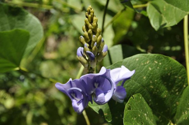 Flower on the kudzu plant.