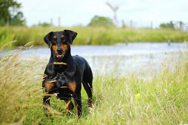 A doberman pinscher stands on a river bank.