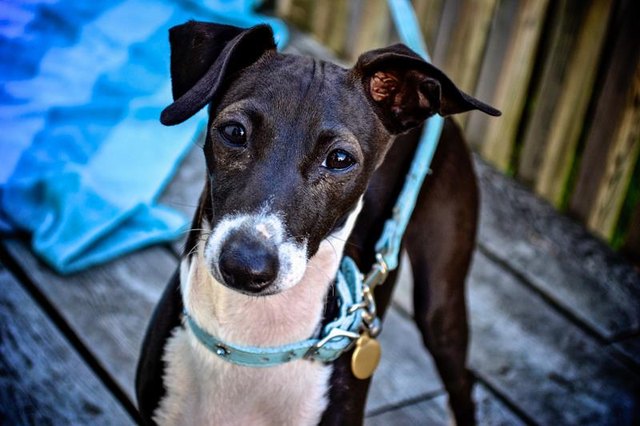 Close-up of an Italian Greyhound on a leash.