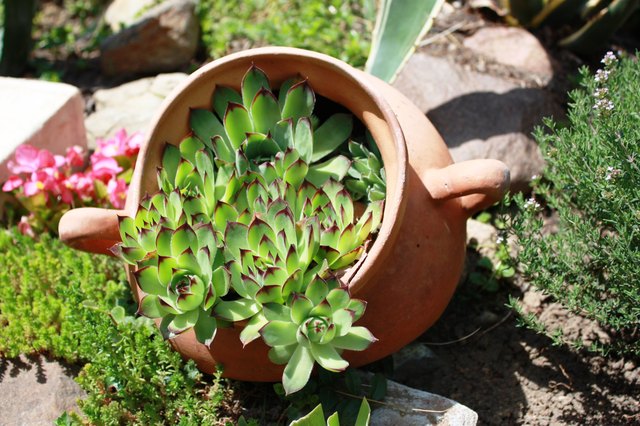 Use pots to stage small plants.