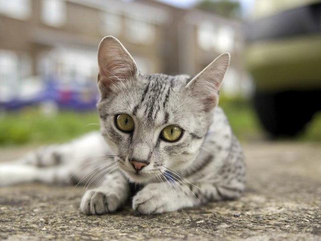 A Egyptian Mau lying on concrete