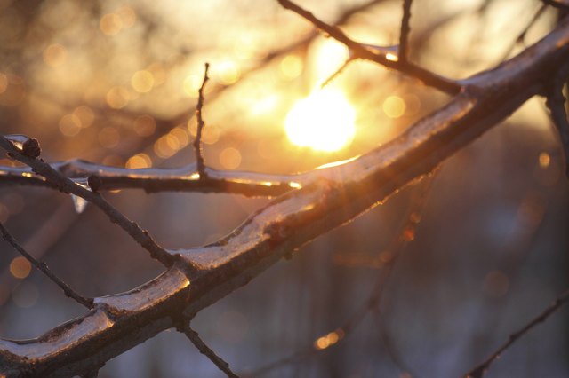 Shrubs offer structure in winter gardens in cold areas.