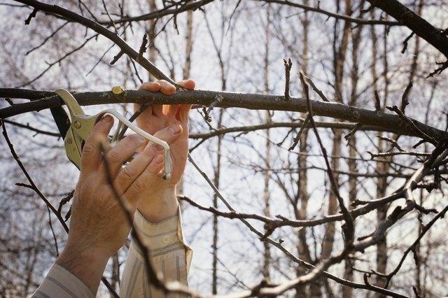 Prune trees in late winter and early spring.