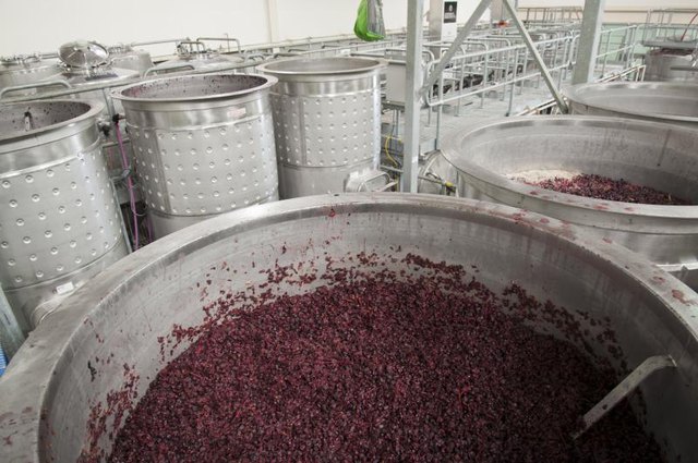 Red wine grapes are fermenting.