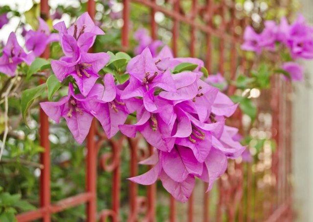 Blooming pink bougainvillea vines growing up a trellis wall.