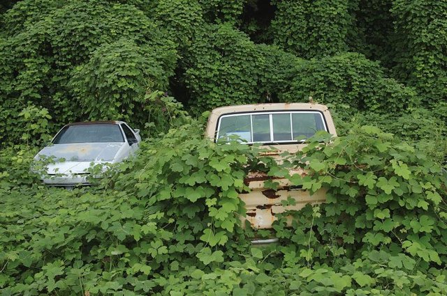 Kudzu vines taking over abandoned cars.