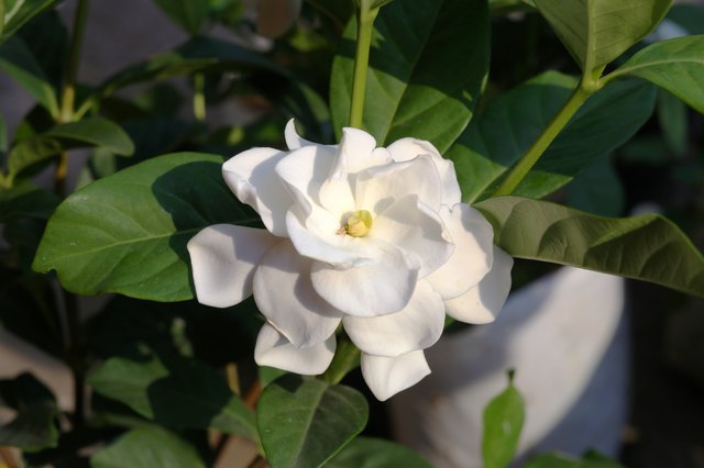 In cold climates, grow gardenia as an indoor container plant.
