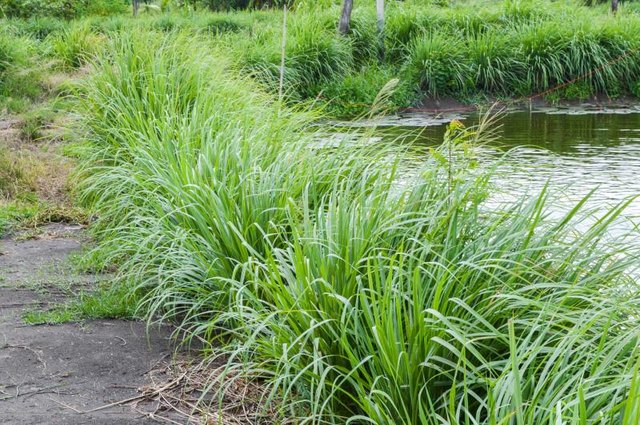 Citronella plants edging a pond