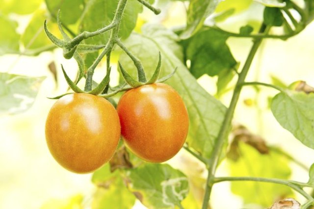 Tomatoes growing on a plant