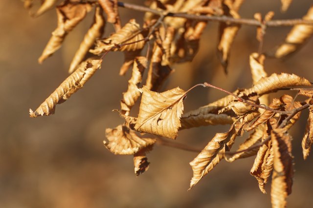 Fall leaves brighten shady spots.