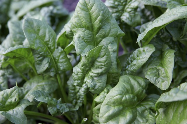 True spinach flourishes in cool weather.